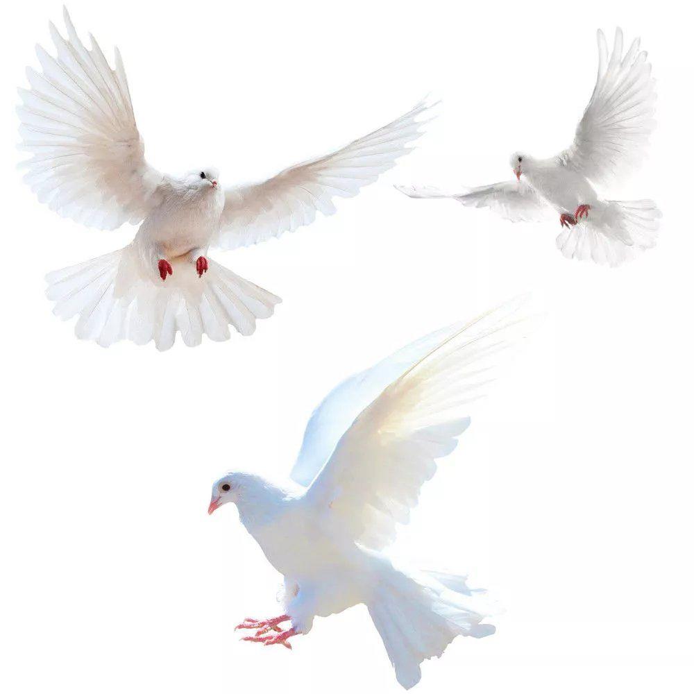 Zara Home Bathroom Accessories - Stiker dinding merpati perdamaian untuk ruang