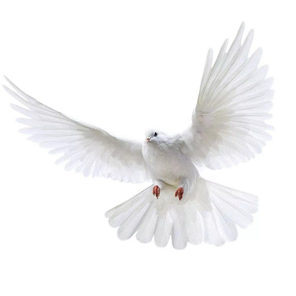 Stiker dinding merpati perdama - Zara Home Bathroom Accessories ulasan dan harga